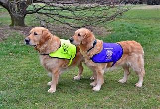 Do You Really Need a Service Dog for Your Child? Guide for Special Needs Parents