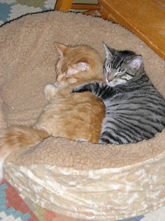 Aw, Bubba.. They are now over 10 years old and only… | by Sherry Caris