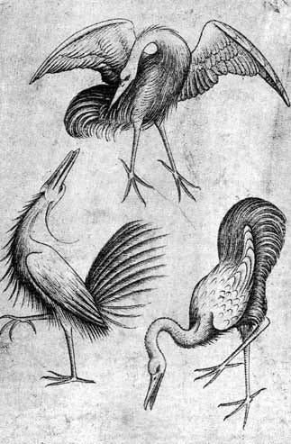 The 3 of Birds — Artist Unknown