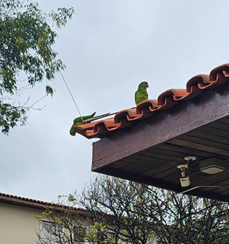 As maritacas no meu condomínio e a liberdade.