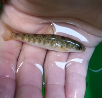 White River National Fish Hatchery Returns with a New Mission