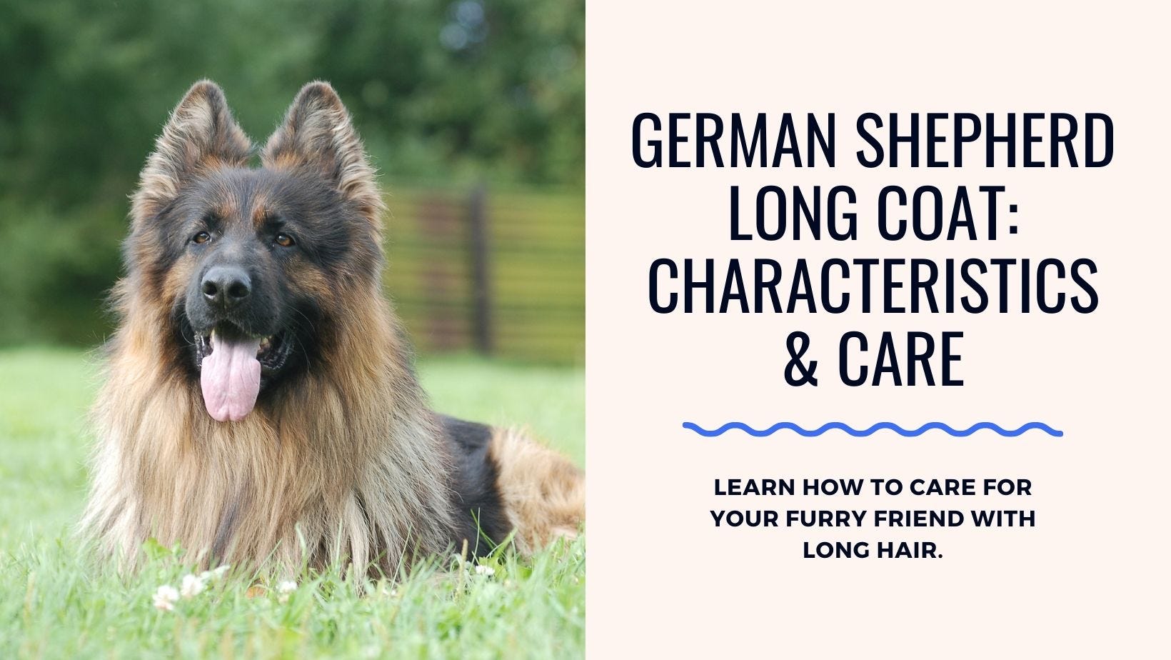 German Shepherd Long Coat: Characteristics and Care Guide