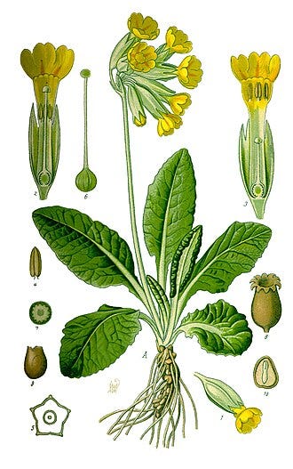 Primula veris, Primulaceae (1885) by Dr. Otto Wilhelm Thomé Wikimedia Commons Image License