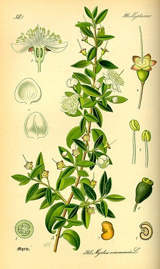Victorian and Edwardian Botanical Perfumery Series: Angel Water