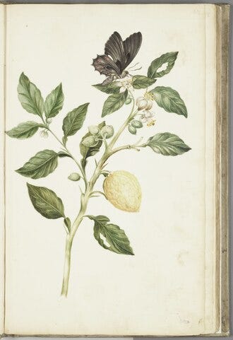 Flowering Lemon Tree (1763) by Cornelis Markée Wikimedia Commons Image License