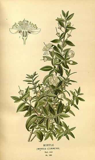 Myrtle (Myrtus Communis) (1897) Favourite Flowers of Garden and Greenhouse by Edward Step Wikimedia Commons Image License
