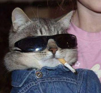 Javascript For Cats. Javascript for cats is a tutorial which… | by Joe ...