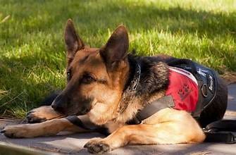 Is a Service Dog Best for Your Special Needs Child?