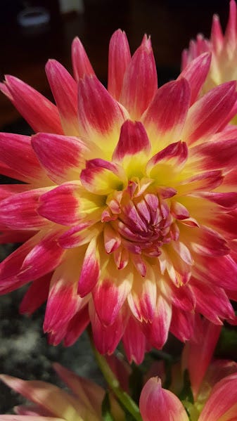 How To Lift And Store Dahlia Tubers For Winter By Angela W Oct 