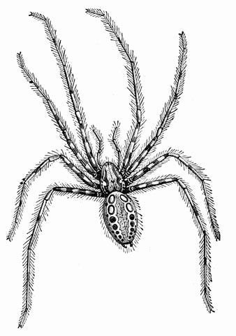 File:Common house spider and web.JPG - Wikipedia