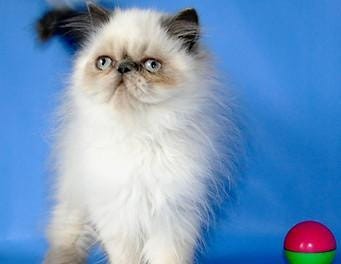 Find Your Perfect Feline Companion: Discover the Cat for Sale Center