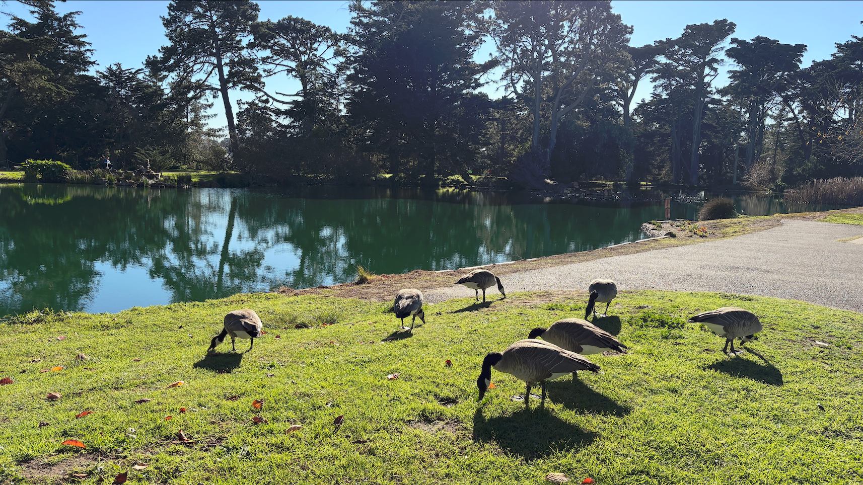 My favorite way to bike in Golden Gate Park