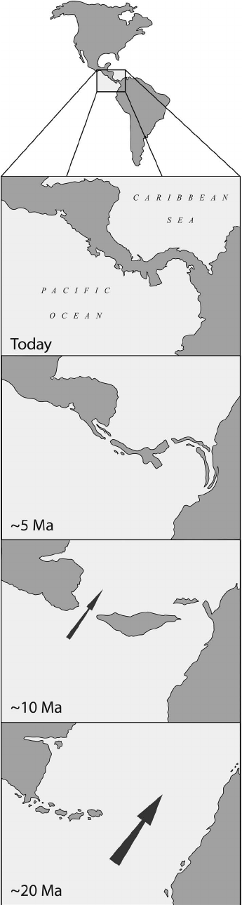 Formation of the Isthmus of Panama during the last 20 million years (Ma ϭ million years ago). Arrows indicate direction of principal water flow through the Central American Seaway — Robertson et al., 2009