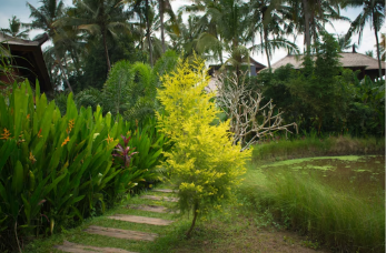 Landscape Services Albany NY: Creating and Maintaining Outdoor Beauty