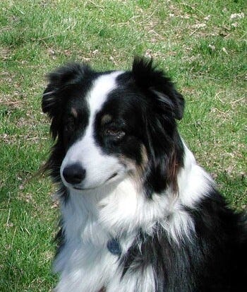 Border Collie vs. Australian Shepherd: Can You Spot the Differences?