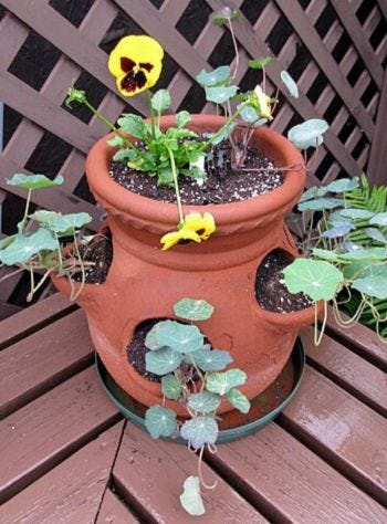 Strawberry Planter by daryl_mitchell from Saskatoon, Saskatchewan, Canada Wikimedia Commons Image Licence