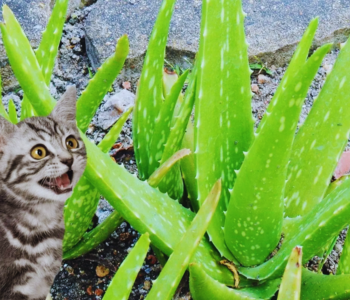 Can Cats Eat Aloe Vera ?. Introduction | by Petsdaddyonline | Medium