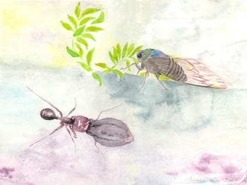 The Ant and the Grasshopper