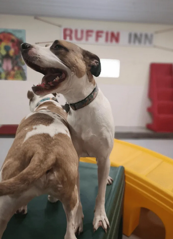 Looking for Reliable Pet Boarding & Daycare Services in Buffalo, MN?