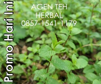 TEH KHAS MALANG, Jual Mint Tea, Call WA +62857–1541–1179,
