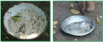 Performing Monkeys in Bangladesh: Acquisition, Rearing, and Human Interactions