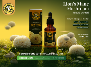Lion’s Mane: The Powerful Mushroom for Brain Health, Focus & Overall Wellness