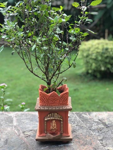 तुळस.