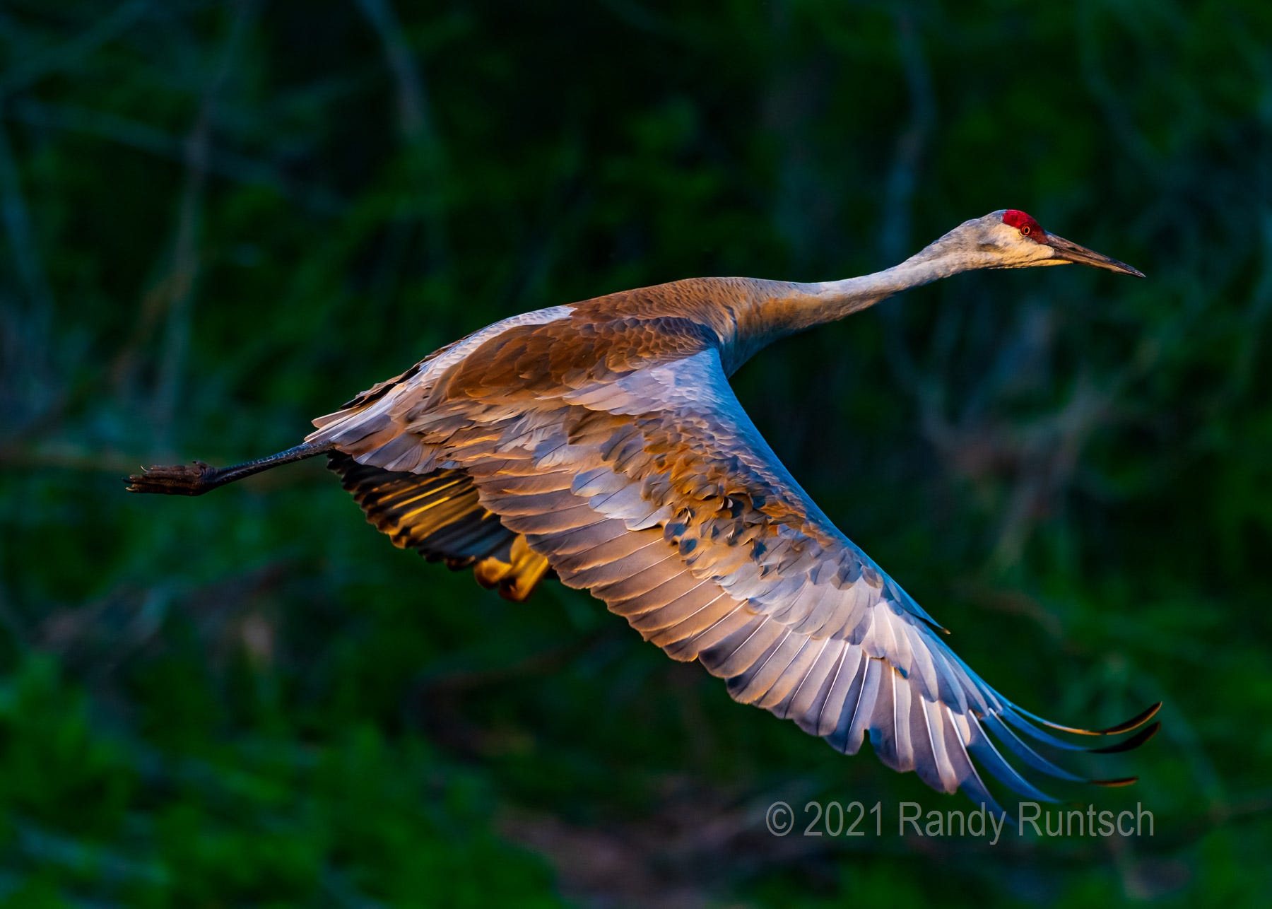 Bird Photography 101 — Carry a Big Lens | by Randy Runtsch