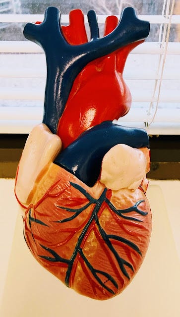 Heart: Blood In, Blood Out