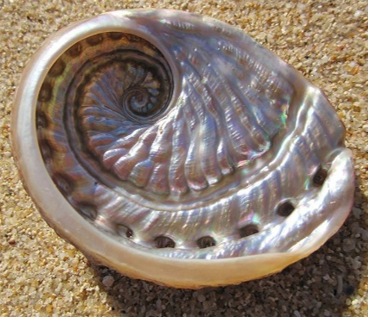 🐚Spiralin İçinde Yaşamak