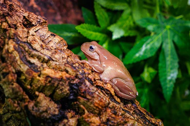 Beautiful view of Reptile Habitat Ideas For Reptile Behavior