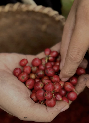 RAW COFFEE PLANT: The Box’s venture to the Pakiburak Coffee Harvest Festival, in hopes to understand the livelihood that spurs a great cup of coffee. (Photo credit by: The Box Coffee)
