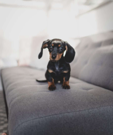 Effective Strategies for Puppy Training in Charlotte NC: A