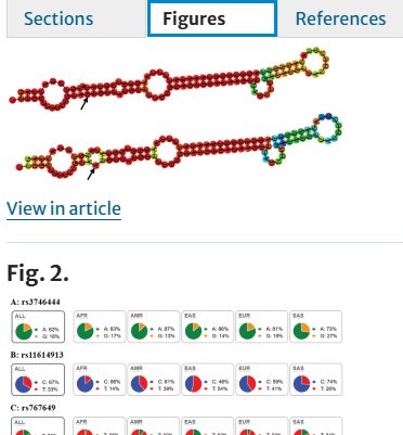 The Potential Impact of microRNA-Related Functional Polymorphisms in the Pathogenesis of Coronary…