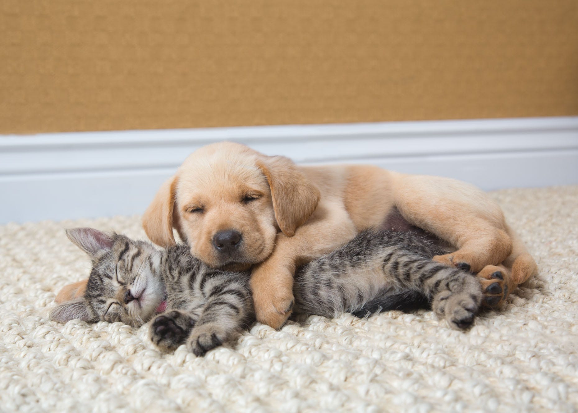 Вместе спокойный. Спящие щенки и котята. Кошки и собаки. Щенок и котенок.