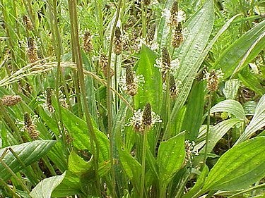 The Oregon Forest’s Amazing Medicines: Narrowleaf Plantain