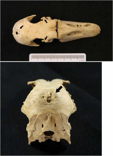 A Fowl Discovery: The First Archaeological Case of Crested Geese Discovered in 17th Century Germany