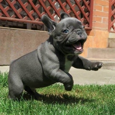 Blue French Bulldog: Facts & Ultimate Guide (Update 2024 ...