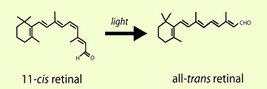 11-cis retinal to all-trans after light http://photobiology.info/Crouch.html