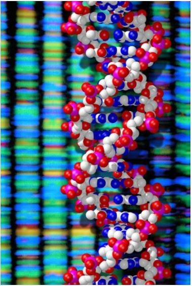 Introduction to Forensic Genetics | by Arpita Sethi | Jun, 2023 | Medium