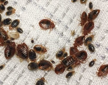 Are Your Nocturnal Guests Chatty? Do Bed Bugs Make Noise? | by Bed bugs