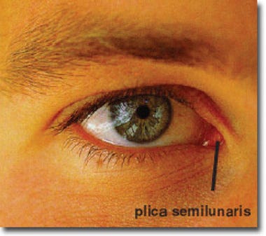 This Part of Your Eyes is Useless