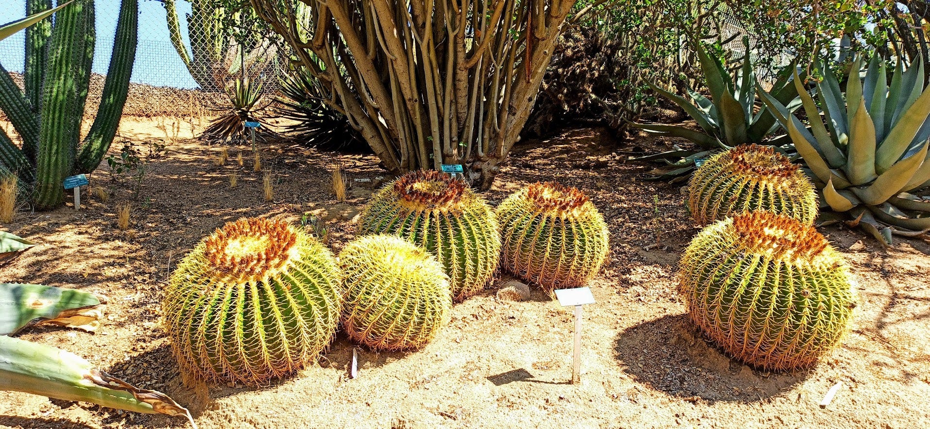 Golden Barrel Cactus — Never In a Hurry, by Vidya Sury, Collecting Smiles, Six Word Photo Story Challenge