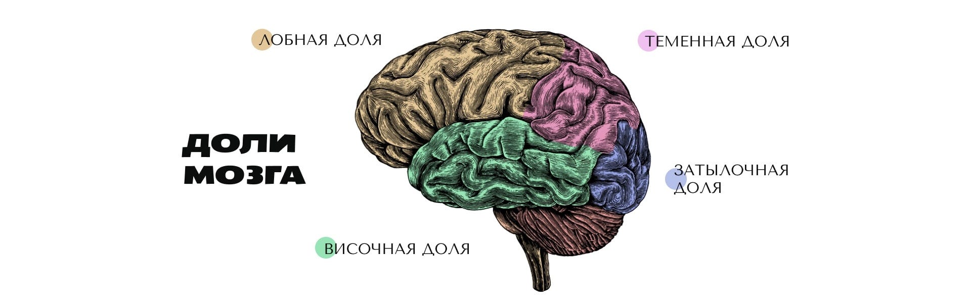 Развитие лобной доли мозга. Лобные и теменные доли мозга.