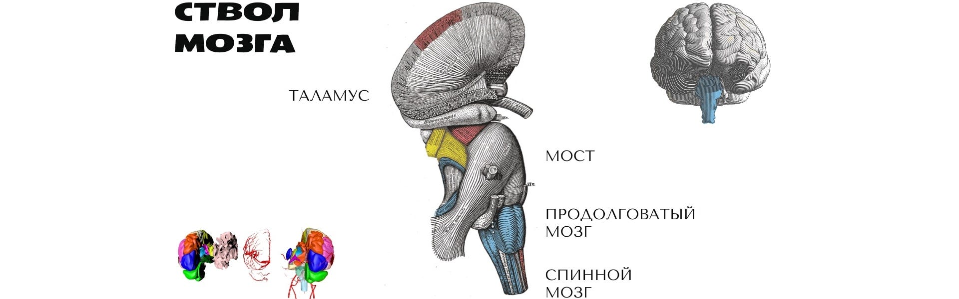 Варолиева моста головного мозга. Варолиев мост анатомия. Ствол мозга продолговатый мозг строение и функции. Ствол головного мозга строение варолиев мост. Головной мозг варолиев мост.