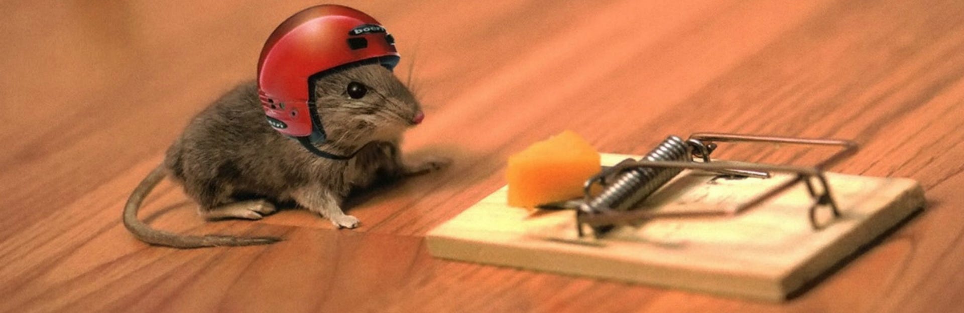 Of 'Better Mousetraps': This Product is So Great It Sells Itself! — Greg  Coticchia, by Queble