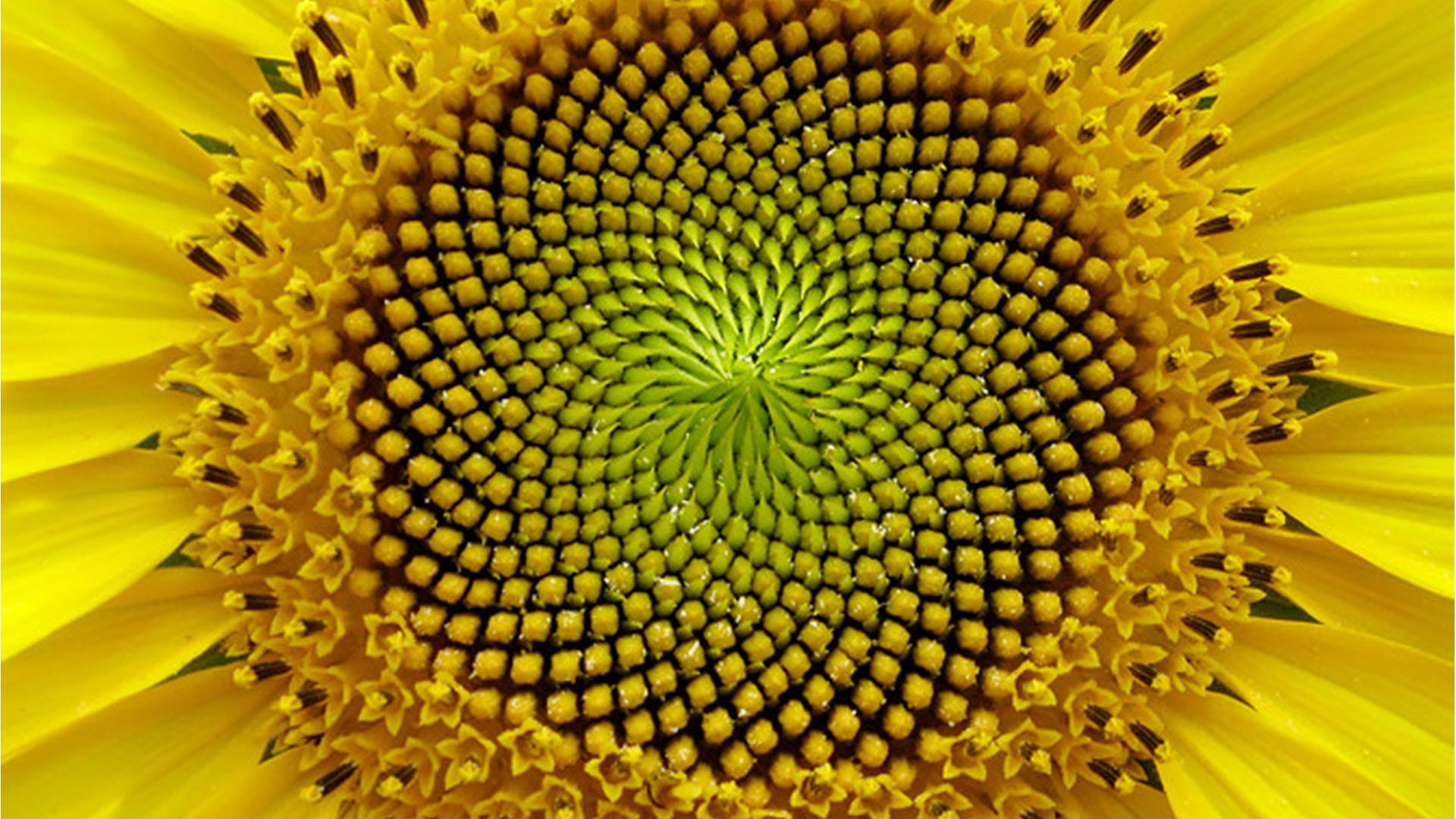 Fibonacci Golden Ratio In Nature