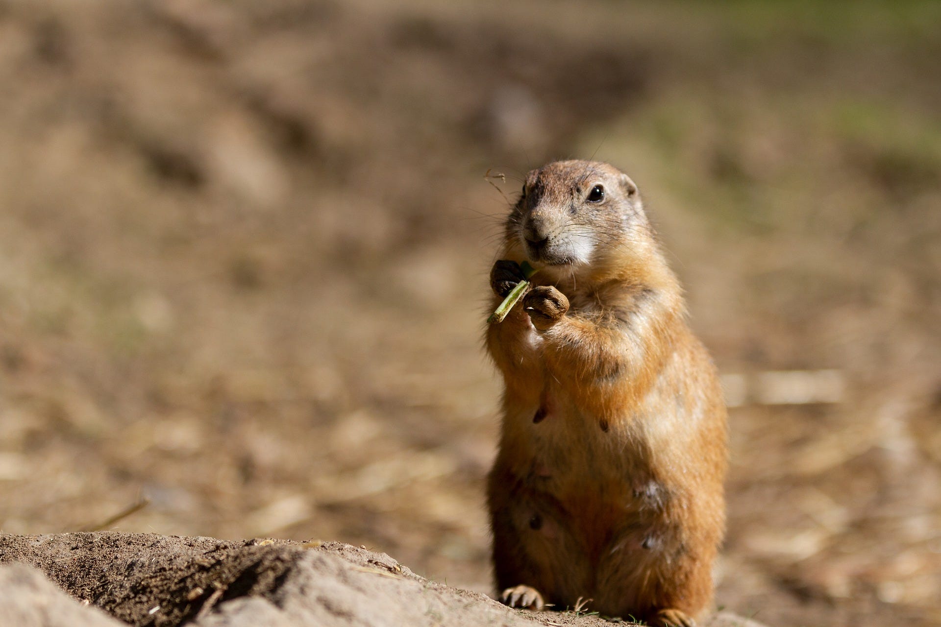 Как называется суслик. Гималайский мармот. Суслик полупустыня волгоград. Суслик-песчаник желтый. Берингийский суслик евражка.