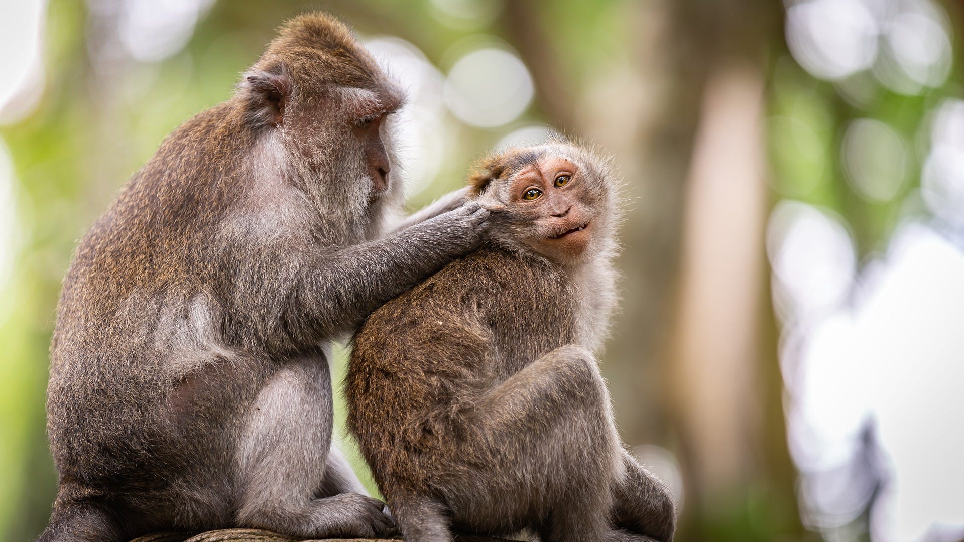 The Parable of Two Monkeys. a verse response to David S. 