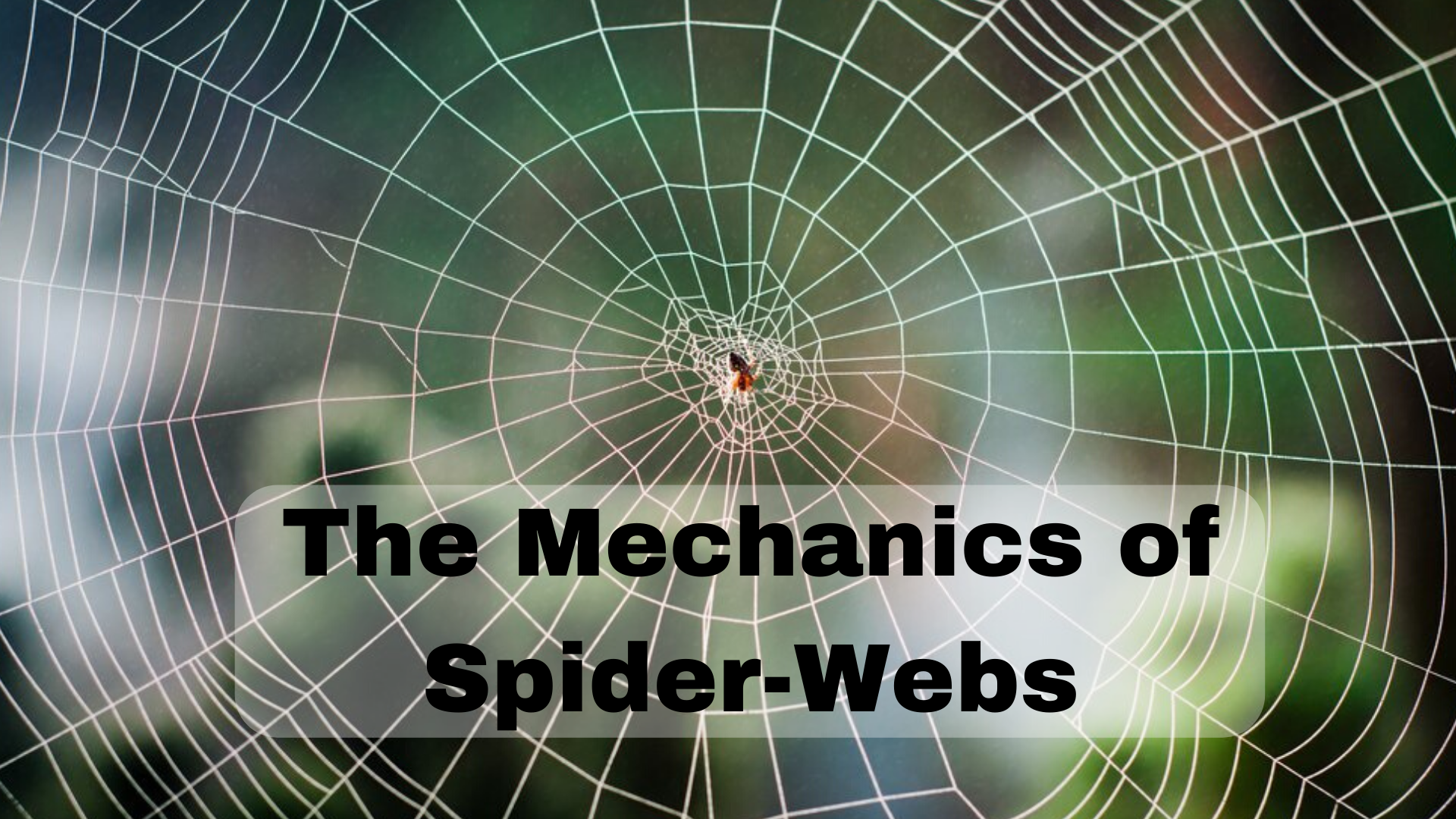 The Mechanics of Spider-Webs. Researchers are investigating the…, by  Robert Lea, Predict